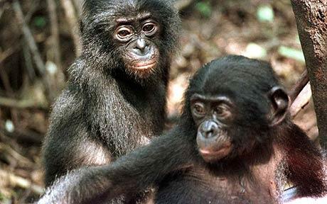 Mláďata bonobo